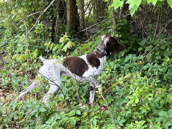 /Images/uploads/Southeast German Shorthaired Pointer Rescue/segspcalendarcontest/entries/31203thumb.jpg